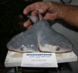 Американский рыболов поймал двухголовую акулу мутанта