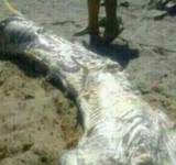 Морские монстры-на испанском пляже обнаружили неизвестное существо