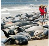 массовая гибель дельфинов на побережье США